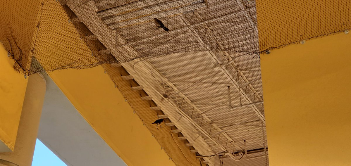 Aaron_Carpenter's tweet photo. Dear @HEB, at your Round Rock 620 grocery store, several bird families live outside. Your store has recently installed netting (I assume to deter them). Instead, you have trapped some inside. None of this is acceptable. Take down the netting and let birds go about their business. https://t.co/mBrlncDmZx