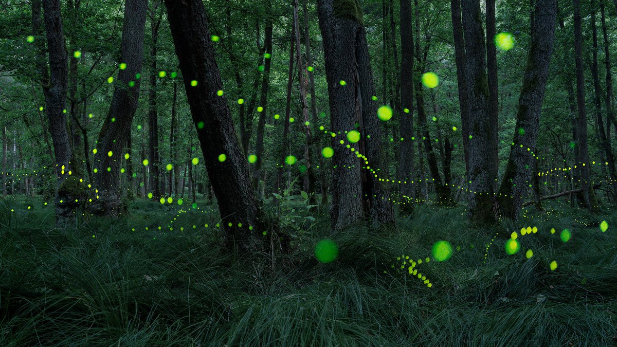 martas_'s tweet photo. A Midsummer Night’s Dream

After several attempts, I finally managed to photograph fireflies in the Czech woods. https://t.co/NyZJazqhN2