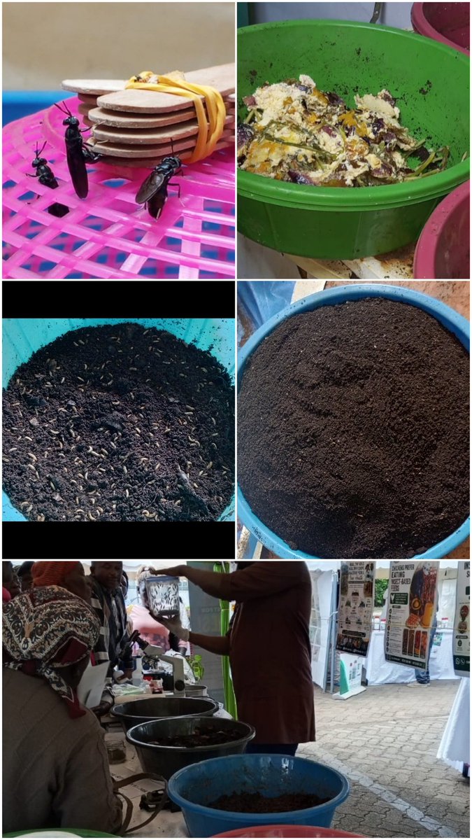 GreenORnD's tweet photo. Black Soldier Fly Farming for Healthy Soils..: Best way to Turn Kitchen "waste" to a Powerful Organic Fertilizer. Healthy Soils - Healthy Crops - Healthy Human Beings..!! #Icipe #Sustainablefarming #Soilhealth #Onehealth https://t.co/fyLZKs9VMI