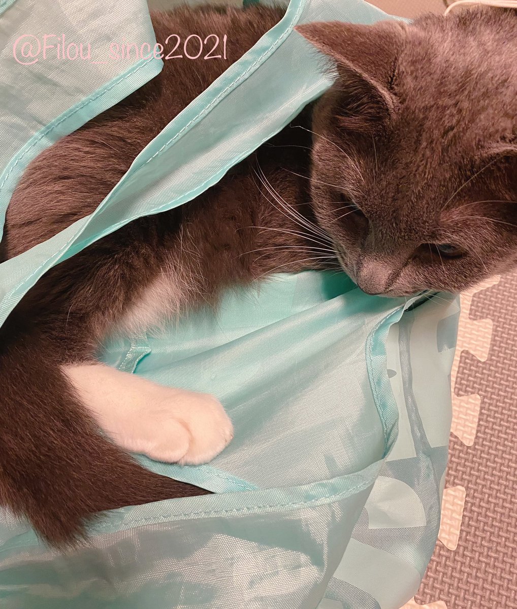 Filou_since2021's tweet photo. 軟体生物がエコバッグボロボロにしようとしてくる。
#猫のいる暮らし
#猫好きさんと繋がりたい https://t.co/VgEj8GeGcb