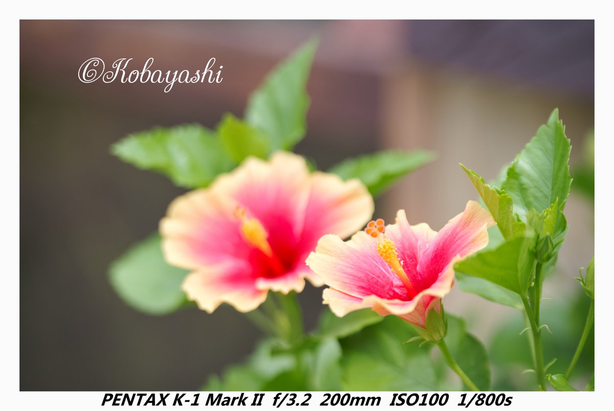 写真名 寄り添う夏 園芸名 ハイビスカス 和名 ブッソウゲ（仏桑華） 花