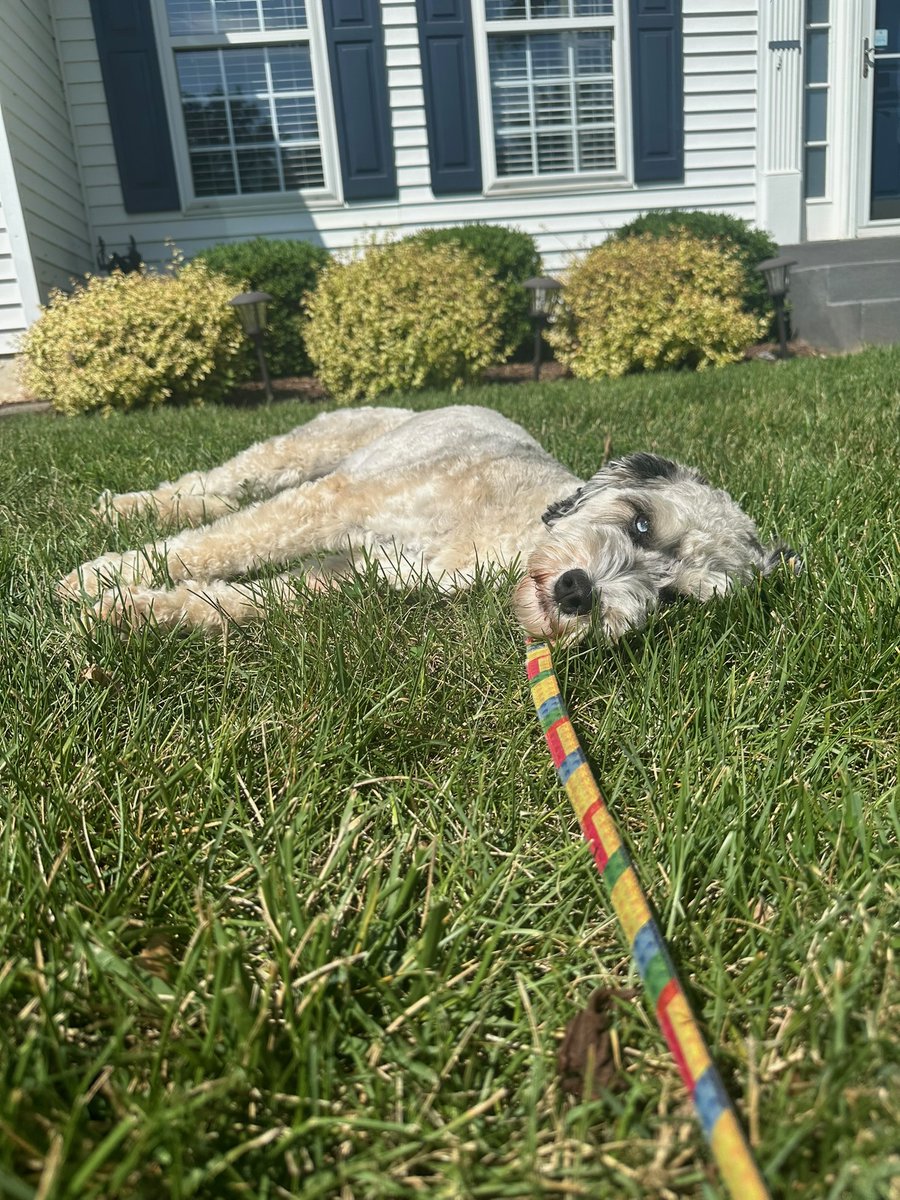 AtoosaReaser's tweet photo. It’s too many degrees outside even for the dogs; but seriously - take precautions and here’s a link to cooling centers in case you need access. https://t.co/IdAlvaoKBk https://t.co/ObGTID3F1a