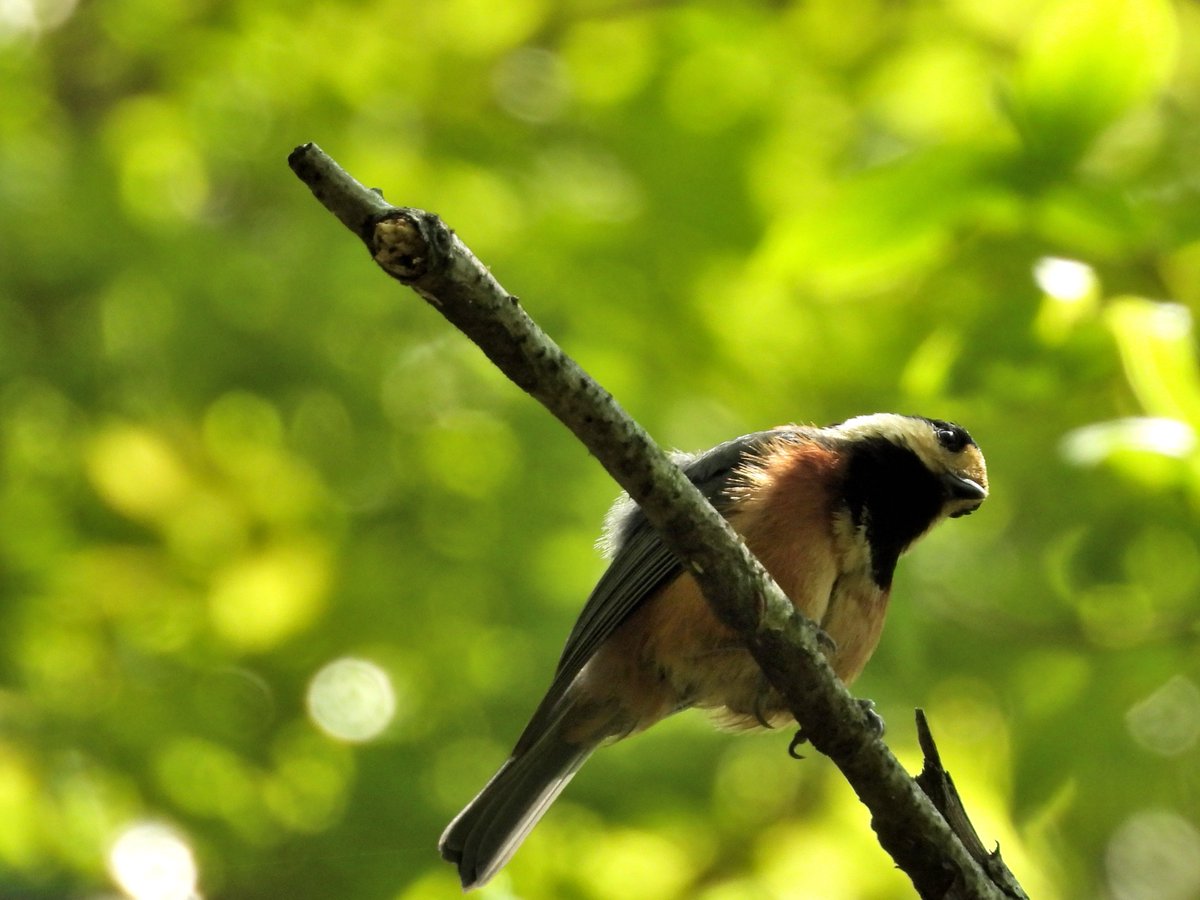 kuro_kamoac2's tweet photo. 若葉の探索者
camera:Nikon coolpix P950
#野鳥撮影 #ヤマガラ #Nikon #coolpix #P950
#私とニコンで見た世界
#写真好きな人と繋がりたい https://t.co/npUWW1IbdN