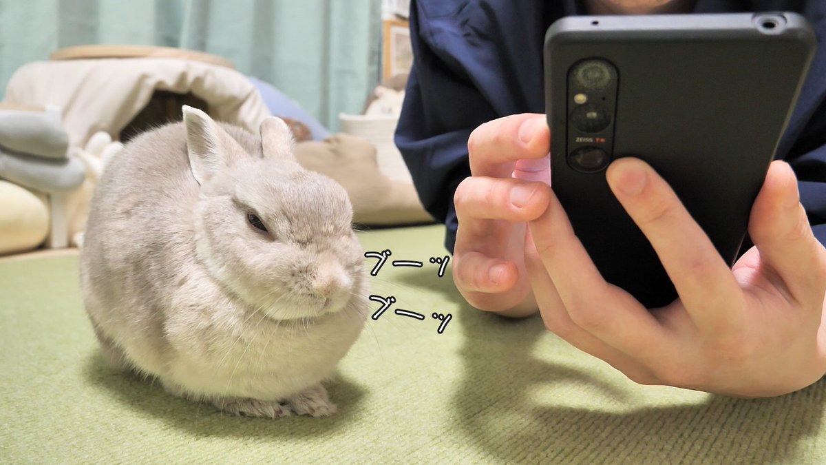 kogaranatenpa_y's tweet photo. 隣にいるのにナデナデせずスマホばっかりいじってたらブーブー文句言い出したうさぎさん https://t.co/sJKnDNbUEv
