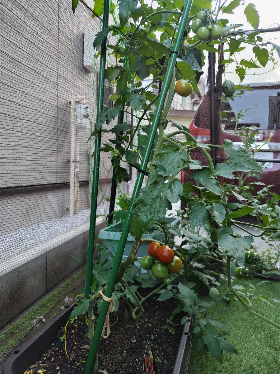 may3to's tweet photo. 家庭菜園がとんでもなく育つ我が家 https://t.co/XWnCDxzdhW
