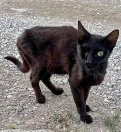 Erta2017's tweet photo. @AcofalX  #Valencia 🆘🆘🆘🆘

#ADOPCIÓN  URGENTE 💔

Le falta un ojito. 
Y le falta ternura, seguridad, comida, le falta una familia.

Está en la calle, en los huesos, pobrecita💔

¿Quién la puede ayudar? 

Es muy buena
☎️650549158 https://t.co/dr61AlDitm