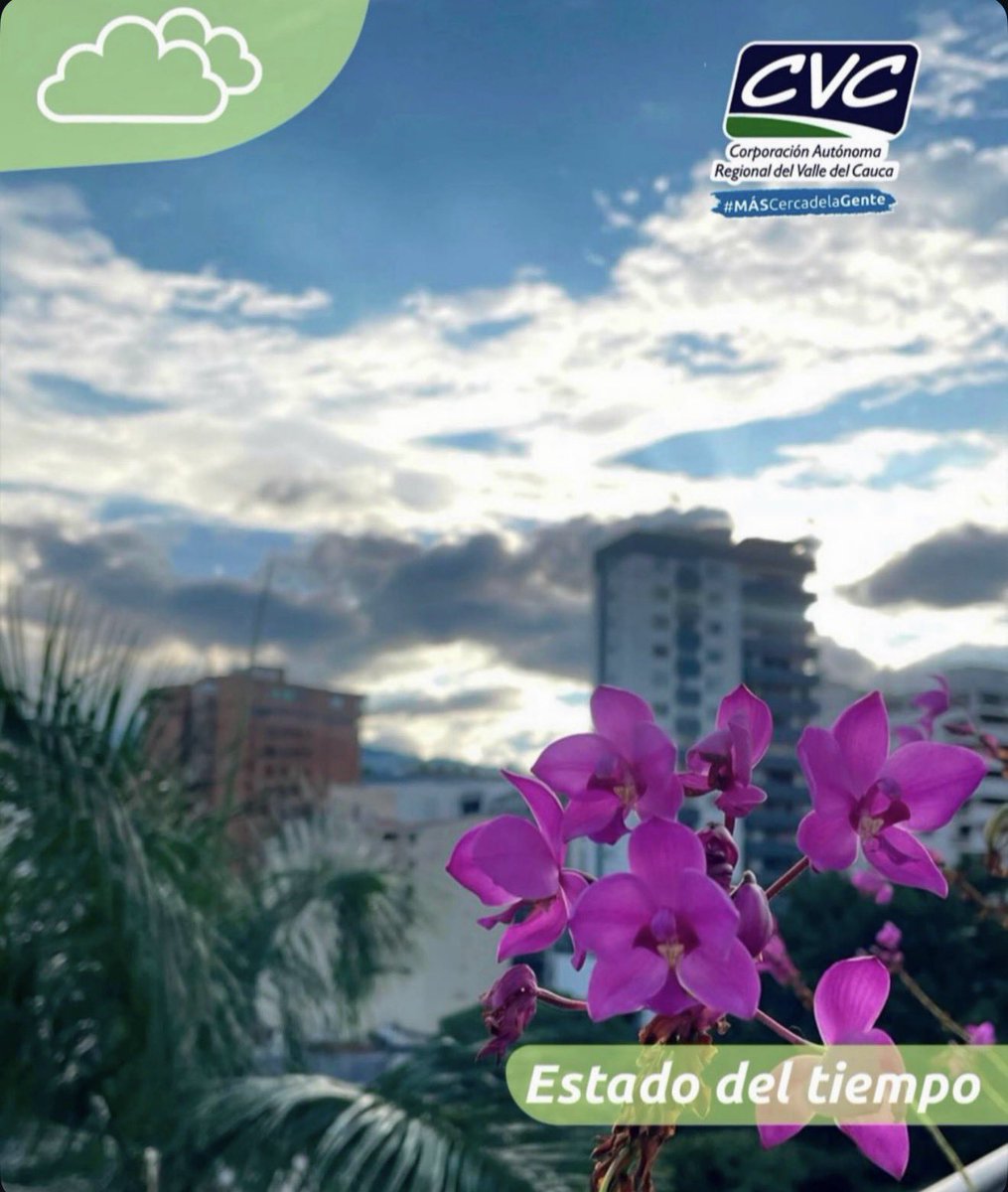 CvcAmbiental's tweet photo. Condiciones atmosféricas inestables asociadas a un sistema de baja presión y al flujo de humedad proveniente del Océano Pacífico se presentan en la región. El potencial de lluvias se estima de moderado a bajo para hoy, con una tendencia al incremento de moderado a alto para mañana. 

✅ Región Andina: Se esperan cielos parcialmente cubiertos con predominio de tiempo seco, condiciones térmicas cálidas y alta radiación solar durante el día. Hacia horas de la noche, se prevé un aumento de la nubosidad con probabilidad de lluvias ligeras e intermitentes de carácter sectorizado. 
✅ Región Pacífica: Se anticipan condiciones de cielo mayormente nublado con lluvias ligeras sectorizadas alternadas con intervalos secos durante el día. En horas de la noche, se prevé un incremento en la intensidad de las precipitaciones, especialmente sobre sectores del litoral. 
✅ PRONÓSTICO DEL TIEMPO PARA CALI: Se esperan cielos parcialmente cubiertos con predominio de tiempo seco y ambiente cálido durante el día. En horas de la noche, aumenta la probabilidad de desarrollo de lluvias de ligeras a moderadas. 

👉🏼 Pronóstico para mañana:
✅ Región Andina: Se anticipan cielos de parcialmente nublados a mayormente cubiertos, manteniendo condiciones predominantemente secas durante el día con una alta sensación térmica. Hacia la noche, el ingreso de humedad favorecerá la ocurrencia de lluvias de diferente intensidad. 
✅ Región Pacífica: Continuará el predominio de nubosidad con lluvias de ligeras a moderadas alternadas con periodos de mejora temporal durante el día. En horas de la noche, se consolidarán precipitaciones más organizadas y persistentes, concentradas principalmente sobre su línea de litoral. 
✅ PRONÓSTICO DEL TIEMPO PARA CALI: Se esperan cielos parcialmente cubiertos con predominio de tiempo seco durante el día. En horas de la noche se prevé un aumento significativo de la nubosidad con lluvias de diferente intensidad, acompañadas de actividad eléctrica probable.
