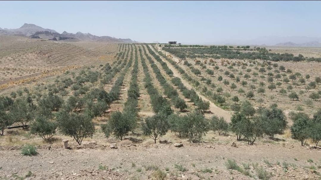 akbaralishah's tweet photo. Pakistan just won Gold at the London International Olive Oil Competition 2026 , first time ever. Loralai Olives (Balochistan) took the top honour in a blind tasting against the world’s best.

Pakistan is also now a full member of the International Olive Council.

We’re moving from olive oil importer to recognized producer of premium EVOO. 

From Loralai, the Olive Oil capital of Pakistan to the world. 

This isn’t just good news for one brand, it elevates the entire “Pakistani food” proposition globally and shows what’s possible when quality meets modern processing and storytelling.

The ripple effect for other Pakistani food brands could be significant. Quality wins open markets. 🇵🇰🫒