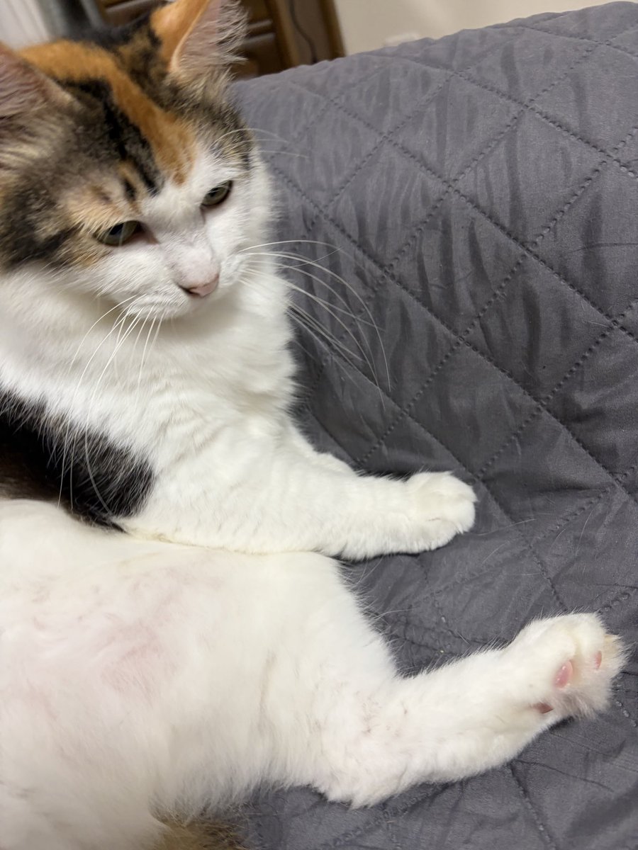 2SlUWZrRAqwGkvX's tweet photo. 誰かこの子の飼い主さん探して！迷い猫でやがて半年ぐらいになります！
ピンク首輪してました！我が家で大切に保護してます https://t.co/pq5ASKsNHy