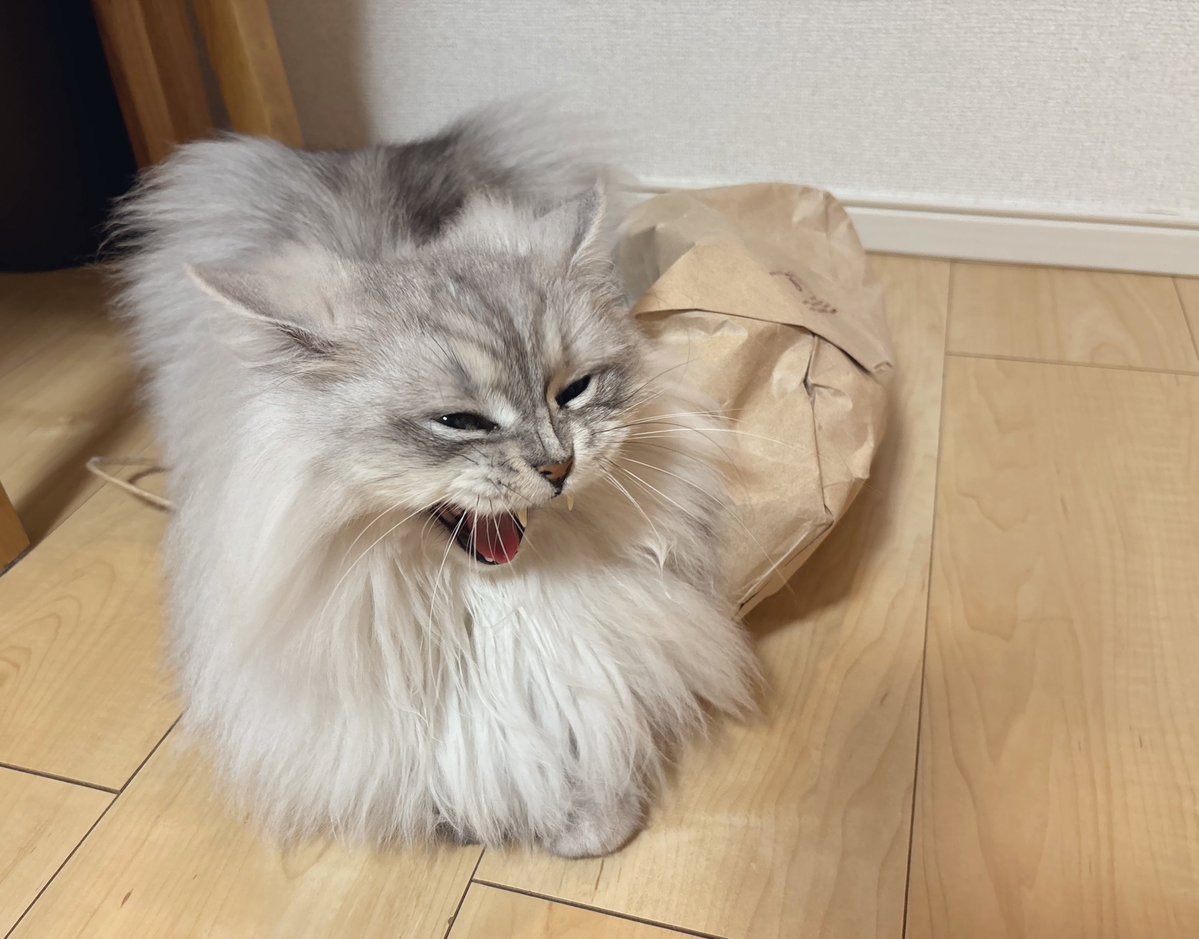 shupisupi_nyan's tweet photo. 紙袋の最後 https://t.co/sLxiJKYViL