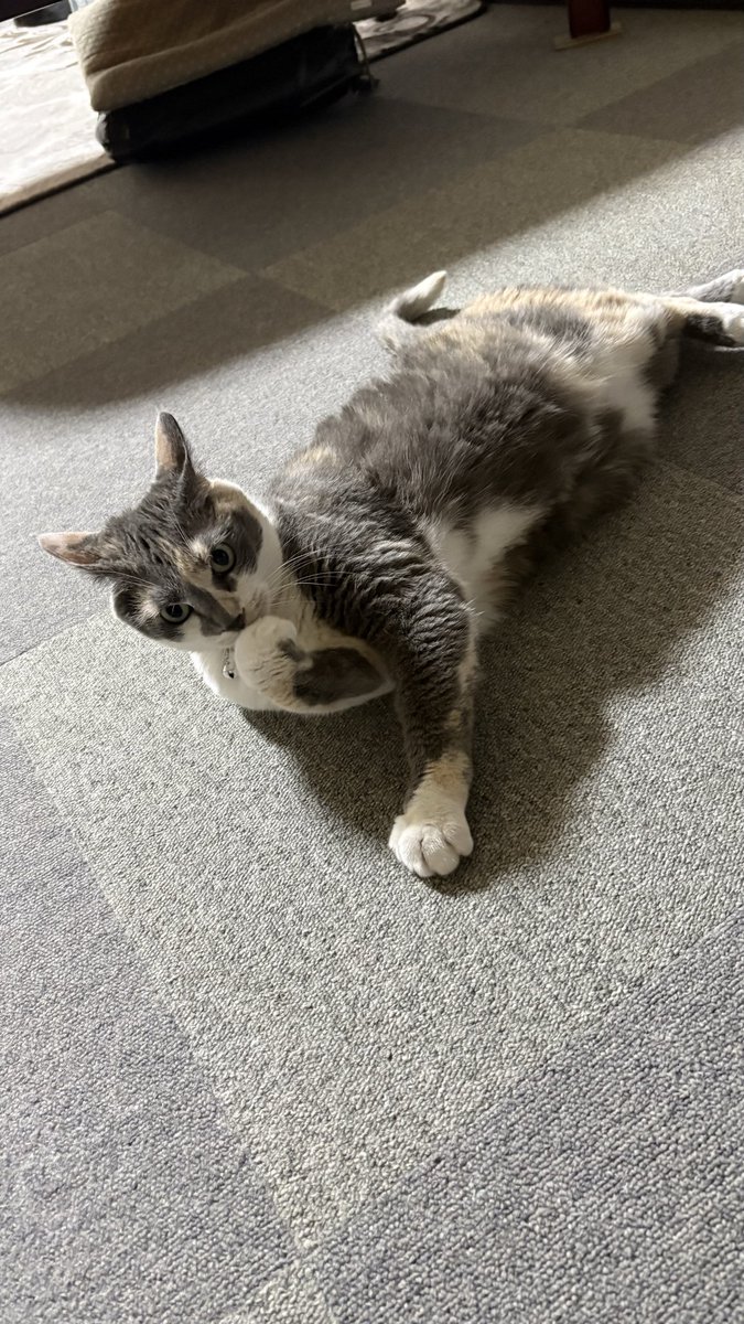 kanacat2's tweet photo. 7月3日
マイちゃんです https://t.co/Z2YCZw5AIj