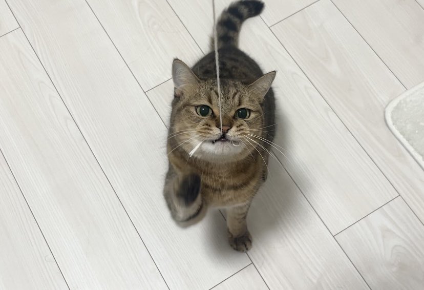MiniraDiary's tweet photo. 嬉しそうにヒモ引っ張ってる顔が可愛すぎるww https://t.co/PpdDH2jTbI