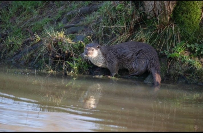 Jennarwec78's tweet photo. "Gliding through nature with quiet strength and endless curiosity. Every river has a story, and every otter is part of its magic
#OtterLove #IntoTheWild #EarthFocus https://t.co/PyRuFI88Xw