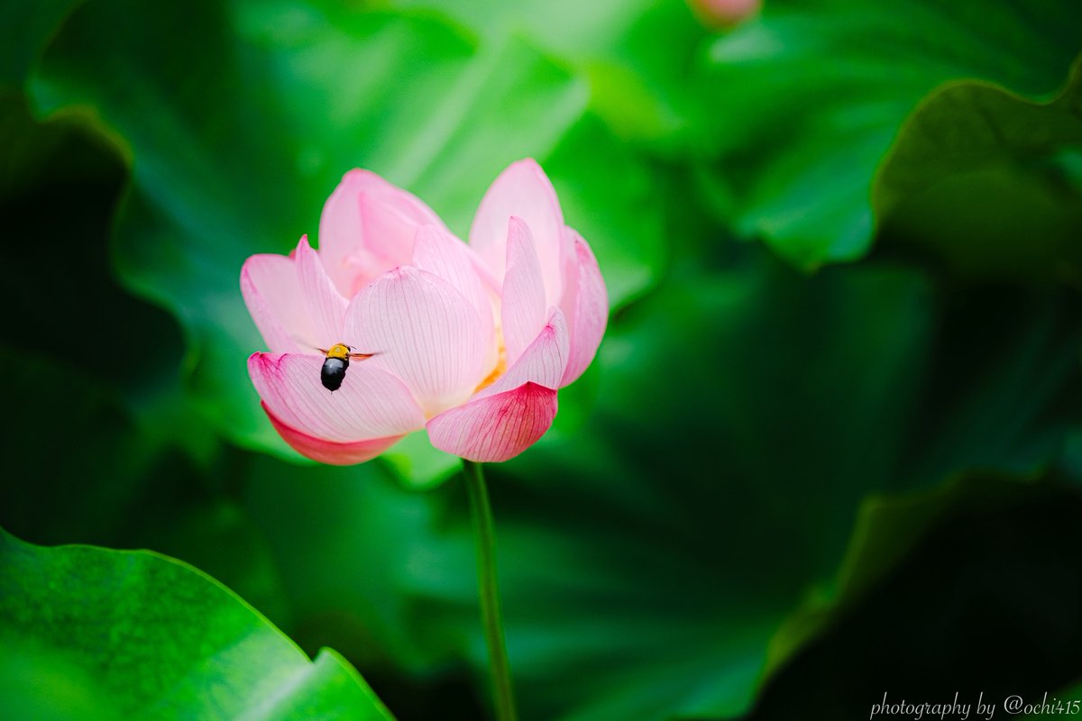 ochi415's tweet photo. 蜂と蓮の花と。

#岡崎 #okazaki  
#岡崎の魅力を伝えたい #fujifilm_xseries https://t.co/GfA44Z8nL5