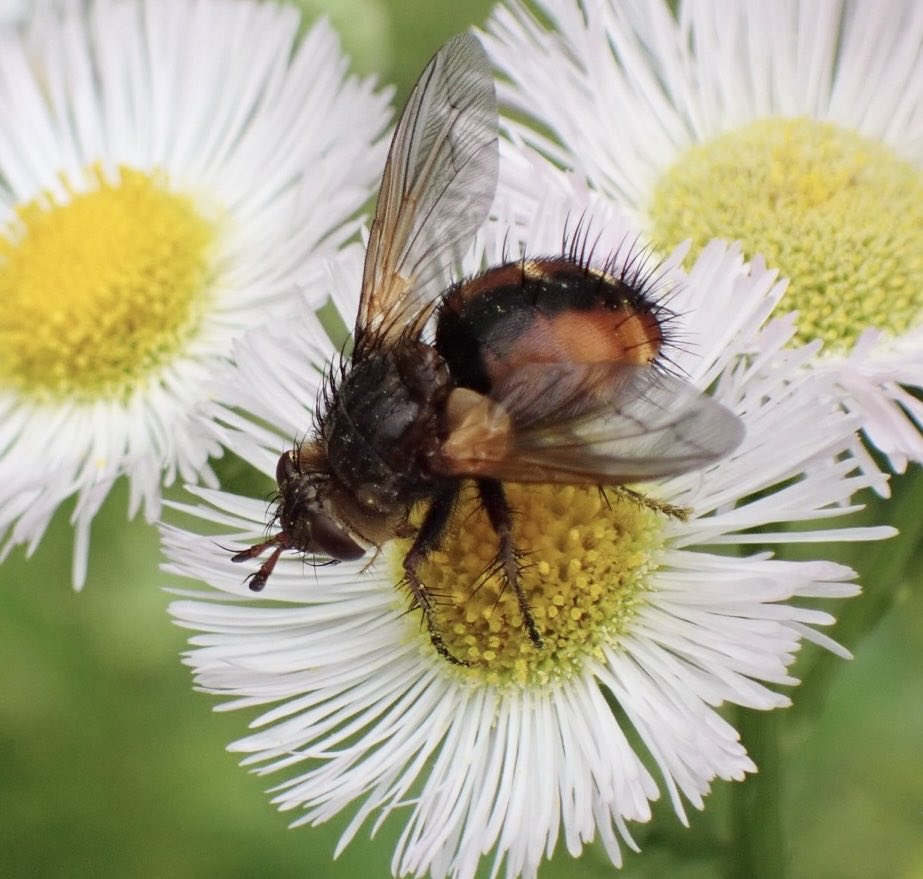 Hymenoptera_K's tweet photo. Tachinaだろうか？過去に2個体も撮っていたとは感動。ヤドリバエも撮り溜めたいところ。 https://t.co/k5Ko1ZYbxr