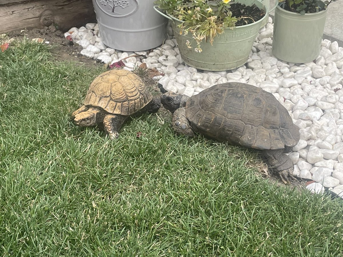 Matrix_Mayhem74's tweet photo. So.. i got a tortoise :D https://t.co/Q55Dq0Df08