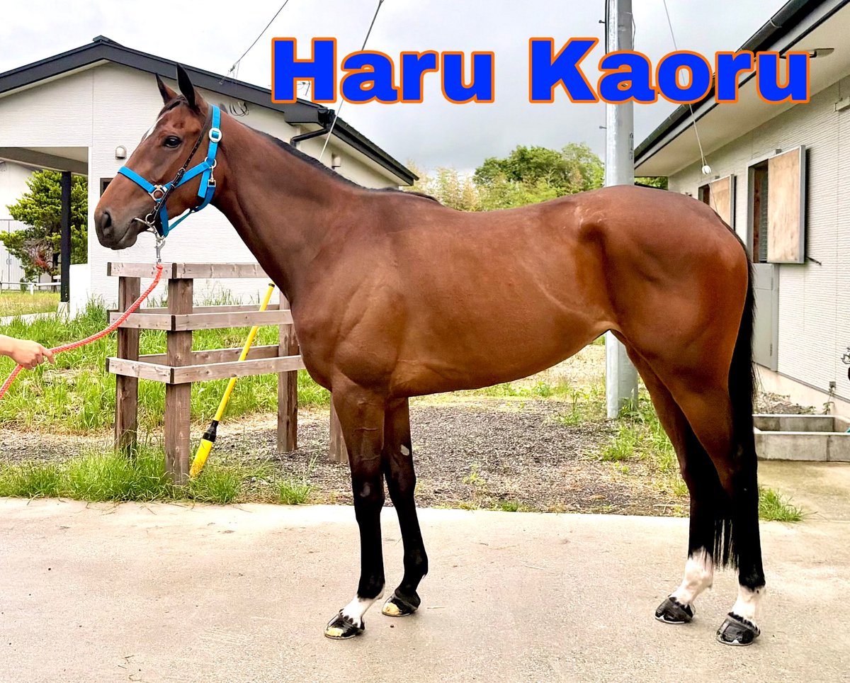 Groove_Racing_'s tweet photo. 《出走馬情報》 7/4.5

4日 函館2R タイセイルビー

5日 福島2R ハルカオル

皆様応援よろしくお願いいたします。 https://t.co/B4zsgceyHW