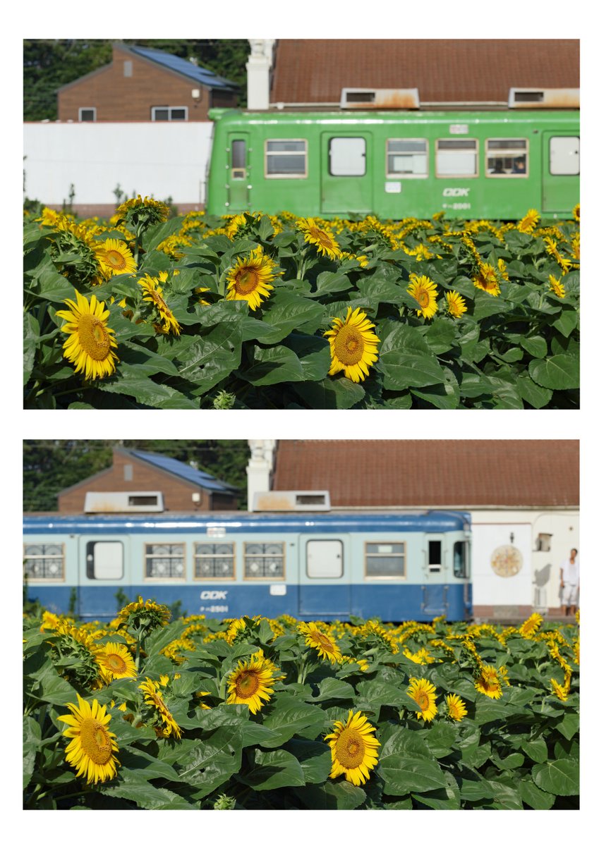 aino0431's tweet photo. ひまわりと京王車
2018.7　銚子電鉄犬吠駅 https://t.co/9qStKe80GS