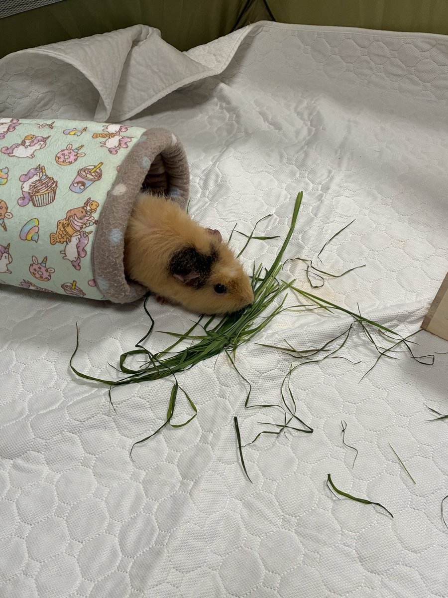 pukupukuninare's tweet photo. ぽこちゃんの方がジャイアントベイビーなので、油断してるとごっそり持ってかれるぷく笑

#モルモット https://t.co/JEfQmo3j8i