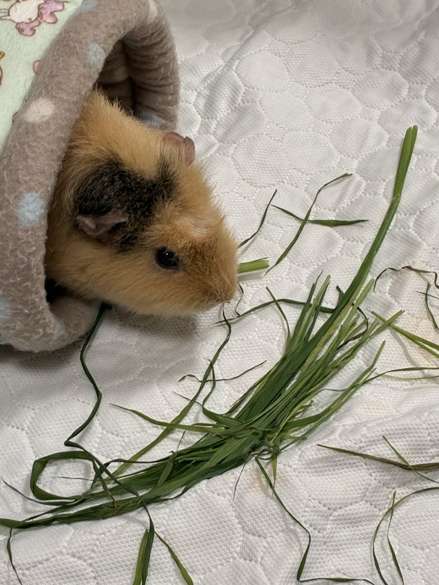pukupukuninare's tweet photo. ぽこちゃんの方がジャイアントベイビーなので、油断してるとごっそり持ってかれるぷく笑

#モルモット https://t.co/JEfQmo3j8i