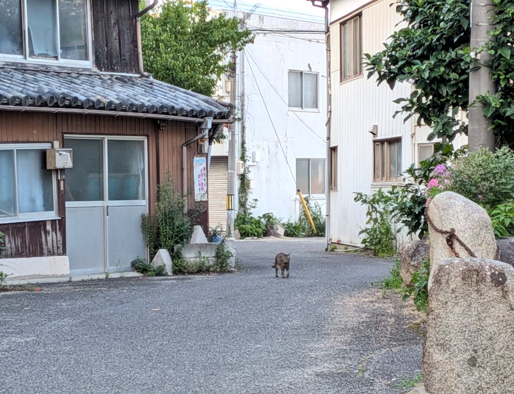 MoguraHausu's tweet photo. 瀬戸内市に伝わる呪いの一つ

●猫がいなくなった時に帰ってくる魔法

「たちわかれ、いなばの山の峰に降る、まつとしきかば今帰りこむ」
これを紙に書き大黒柱に貼っておく

またはこの呪文を書いた紙と、猫の茶碗をきれいに洗って仏前に供え「猫を帰して下さい」と拝んでおく

10日以内に帰ってくる https://t.co/UjPahTulhG
