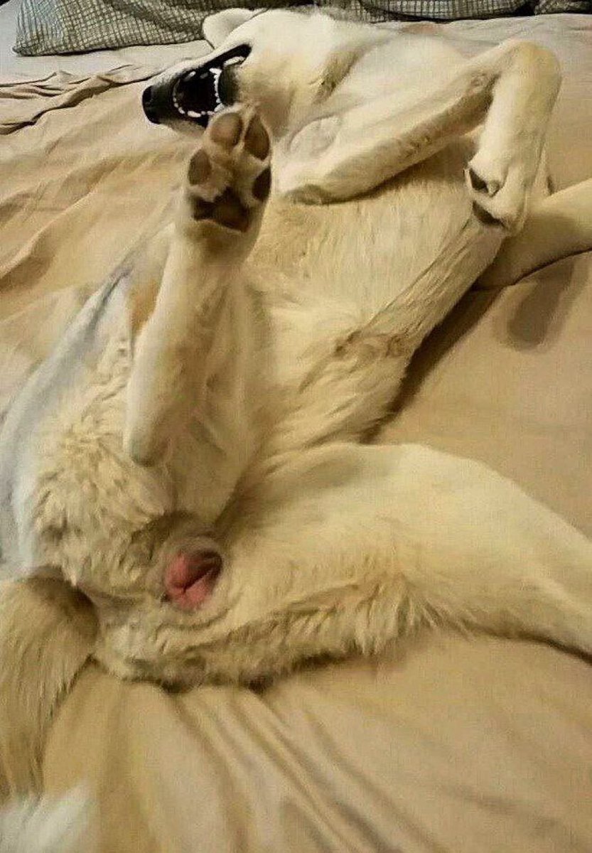 doggyanatomy's tweet photo. https://t.co/brMAbh3i5I