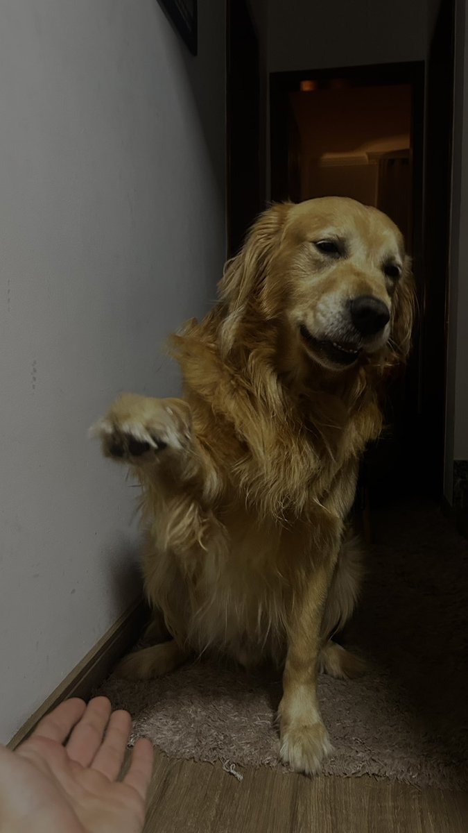 prata411's tweet photo. fodase olha meu cachorro dando a pata https://t.co/0gSPowcdVH