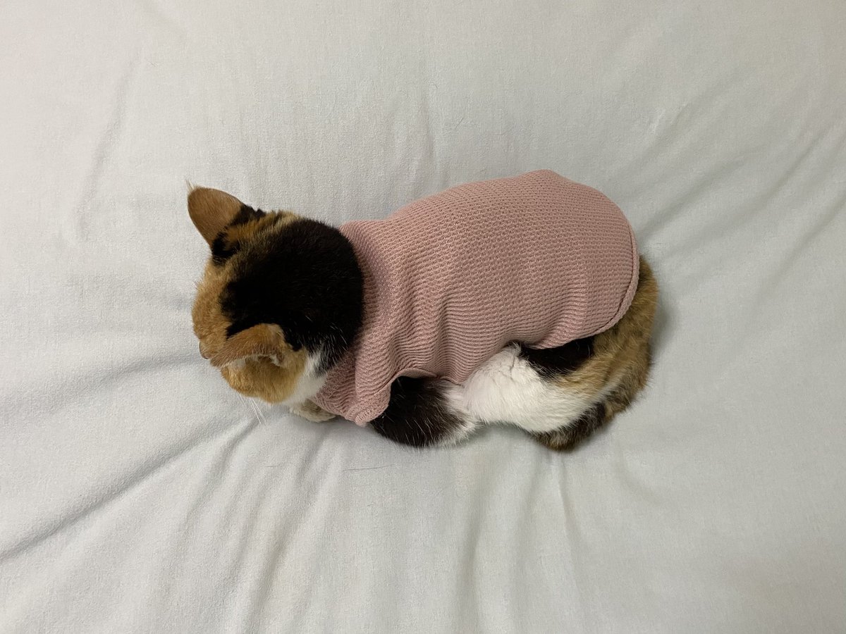 yuraghiomuro's tweet photo. おやすみ三毛猫 https://t.co/sPhp1rWh1w