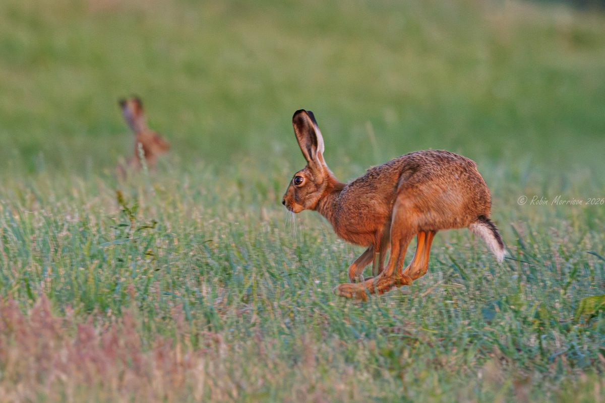 robinmmorrison's tweet photo. Very lucky yesterday evening when I came across a small clover field  that had eight Hares in it. Normally, I only see one or two in this area  but I think that most were young ones, as they were not too bothered by  me, so it looks like the Hares are having a great year. https://t.co/75aFb8hI0N
