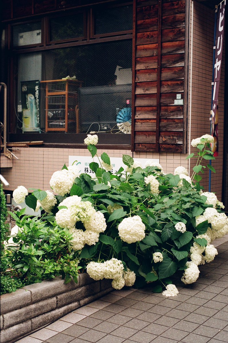 kmcamera1991's tweet photo. そこらへん

#フィルムスナップ #colorplus200 https://t.co/ZUgLmF67Zv