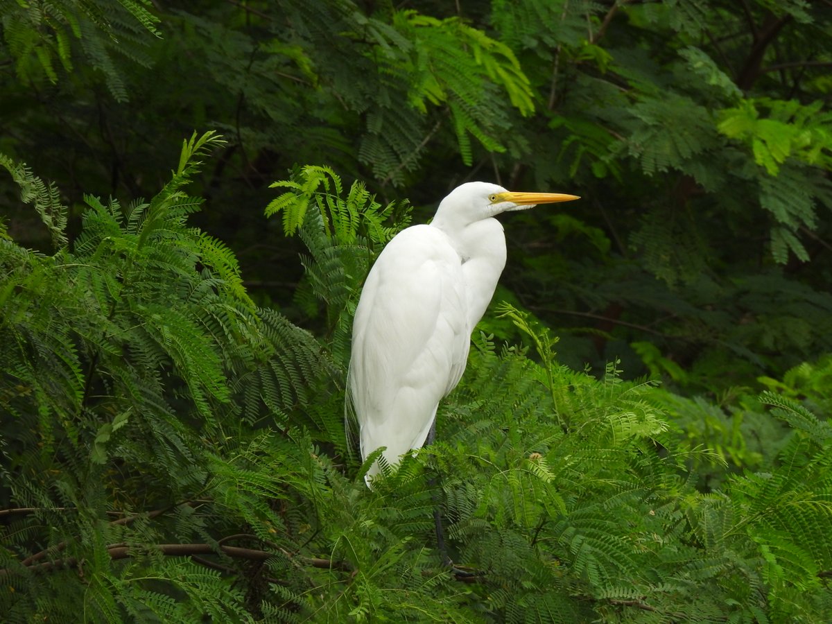 Drunken_Forest's tweet photo. Aves de Asunción en el @parqueguasupy . lavandera, garza blanca, maracaná frente naranja y espinero grande. https://t.co/U0WbggF7RU