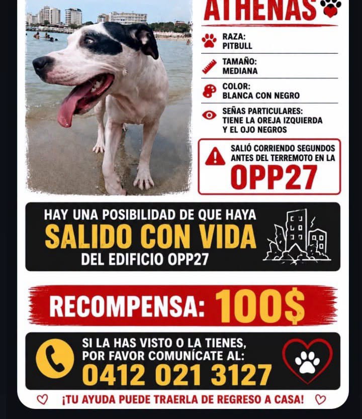 A64029345's tweet photo. Ayudemos a encontrar a Athenas para que regrese pronto con su familia https://t.co/ROeVYWnUXb