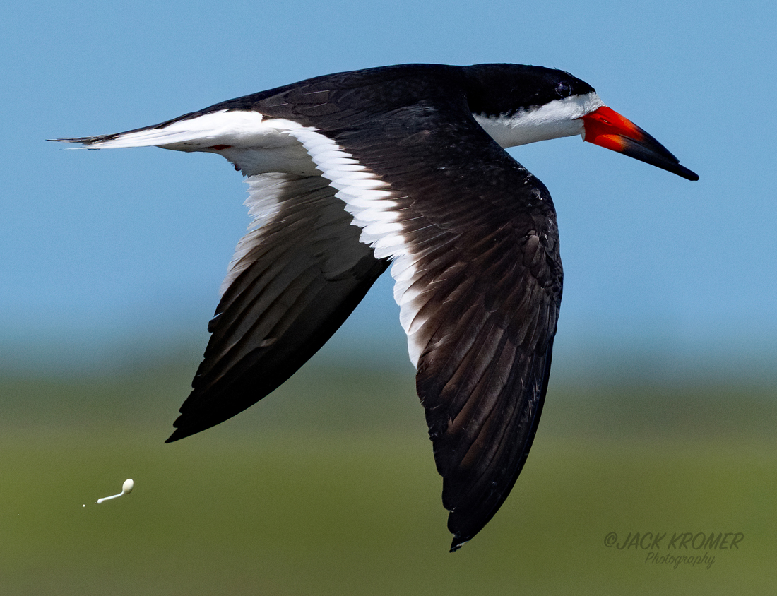 kromerpics's tweet photo. Back in June, when I was just standing around shootin' the shit.
Black Skimmer on a bombing mission at Forsythe Refuge. https://t.co/76TkRMUXsr