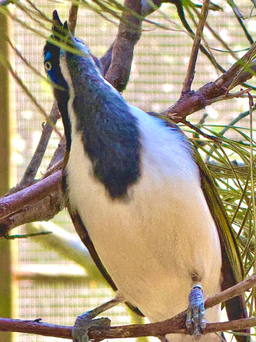blueto2023's tweet photo. 📍メルボルン動物園 Melbourne Zoo
メルボルン｜オーストラリア

オーストラリア最古の歴史を持つ「メルボルン動物園」へ行ってきました！都会のすぐ近くにあるとは思えないほど緑豊かで、現地ならではのユニークな生き物たちに間近で出会える最高のスポットです🐨✨
今回出会った、とっても魅力的なアイドルたちがこちら👇

1️⃣ 目の周りのブルーが鮮やか！アオツラミツスイ
オーストラリアならではの鳥、アオツラミツスイ（Blue-faced Honeyeater）をパシャリ📸 目の周りの鮮烈なブルーと、オリーブグリーンの羽のコントラストが芸術的な美しさです。じっとこちらを見つめる賢そうな表情に引き込まれます。

2️⃣ 木の上でのんびり、癒やしのコアラ
ユーカリの木にガシッとしがみついて、おっとりとした表情を見せてくれたコアラ。見ているだけで日々の忙しさを忘れて、心がじんわり癒やされていくのがわかります🌿

オーストラリアの大自然と、ここでしか見られない美しい命を体感できるメルボルン動物園。大人も子どもも一日中新鮮な発見を楽しめる場所です！

📌 Elliott Ave, Parkville VIC 3052

普段はメルボルンでの生活をアップしていますが、YouTubeではタイ、パキスタン、日本など、世界各地の旅の様子を2〜3週間おきに発信しています。
メルボルンの日常と、世界の旅。
どちらも楽しみたい方は、ぜひフォロー＆チャンネル登録で応援してください！🌏✨

🎬 ブルト海外ちゃんねる
https://t.co/NIHcPVHFrx