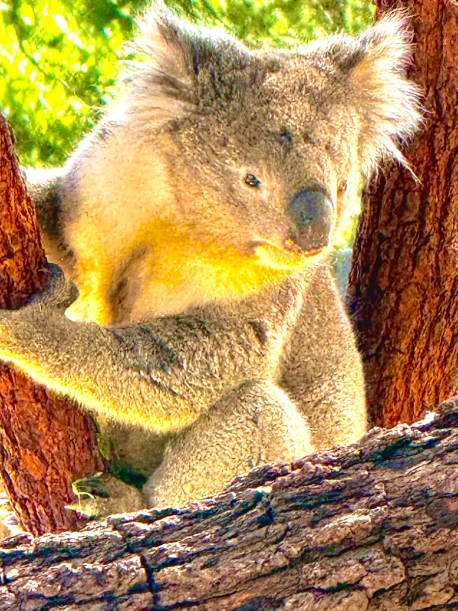 blueto2023's tweet photo. 📍メルボルン動物園 Melbourne Zoo
メルボルン｜オーストラリア

オーストラリア最古の歴史を持つ「メルボルン動物園」へ行ってきました！都会のすぐ近くにあるとは思えないほど緑豊かで、現地ならではのユニークな生き物たちに間近で出会える最高のスポットです🐨✨
今回出会った、とっても魅力的なアイドルたちがこちら👇

1️⃣ 目の周りのブルーが鮮やか！アオツラミツスイ
オーストラリアならではの鳥、アオツラミツスイ（Blue-faced Honeyeater）をパシャリ📸 目の周りの鮮烈なブルーと、オリーブグリーンの羽のコントラストが芸術的な美しさです。じっとこちらを見つめる賢そうな表情に引き込まれます。

2️⃣ 木の上でのんびり、癒やしのコアラ
ユーカリの木にガシッとしがみついて、おっとりとした表情を見せてくれたコアラ。見ているだけで日々の忙しさを忘れて、心がじんわり癒やされていくのがわかります🌿

オーストラリアの大自然と、ここでしか見られない美しい命を体感できるメルボルン動物園。大人も子どもも一日中新鮮な発見を楽しめる場所です！

📌 Elliott Ave, Parkville VIC 3052

普段はメルボルンでの生活をアップしていますが、YouTubeではタイ、パキスタン、日本など、世界各地の旅の様子を2〜3週間おきに発信しています。
メルボルンの日常と、世界の旅。
どちらも楽しみたい方は、ぜひフォロー＆チャンネル登録で応援してください！🌏✨

🎬 ブルト海外ちゃんねる
https://t.co/NIHcPVHFrx