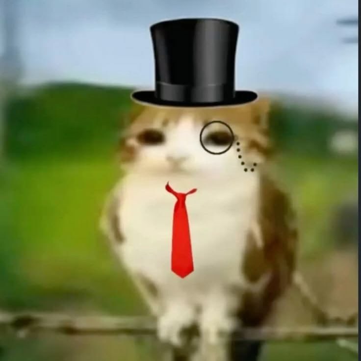 benzz100x's tweet photo. Cat coins https://t.co/zJnov6XCvW