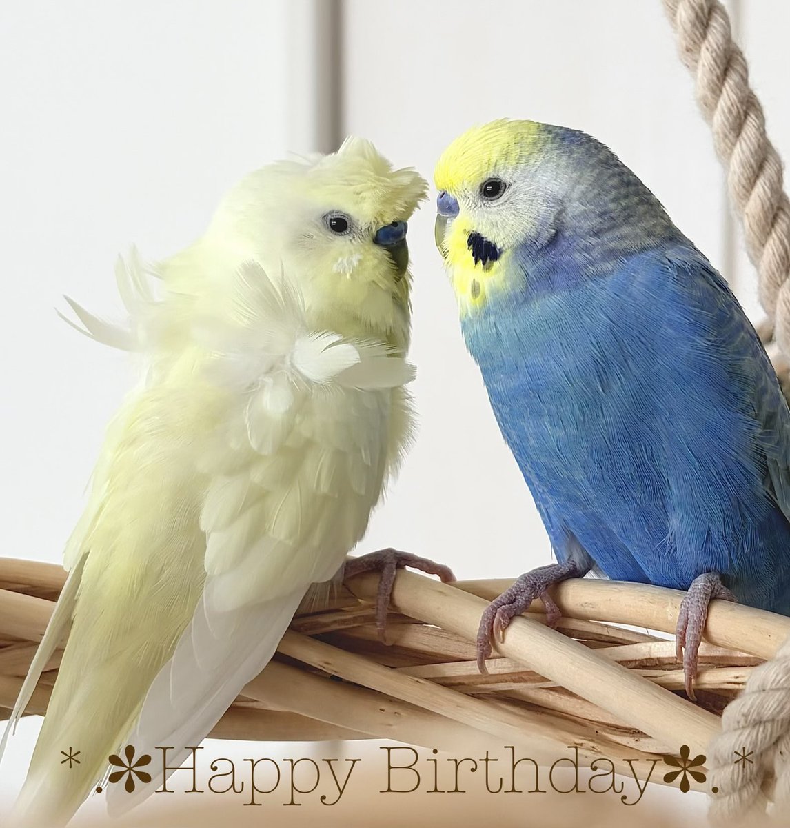 call_ing_'s tweet photo. ❁ ℍ𝔸ℙℙ𝕐 𝔹𝕀ℝ𝕋ℍ𝔻𝔸𝕐 ❁
ぱるるちゃん&amp;ぽろんくん
3歳のお誕生日おめでとう🎂🎂🎂
少しは大人っぽくなったかな？
気持ちはまだまだヒヨコだけど元気に育ってね♪ https://t.co/j0BbYCB44g