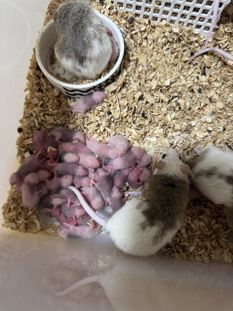 MNO1635's tweet photo. 子育て上手
ヤワゲの季節が我が家にも、、
増えすぎる予感w(同じコロニーだけでまだ4匹は妊婦いる) https://t.co/t1bXwNoY0j