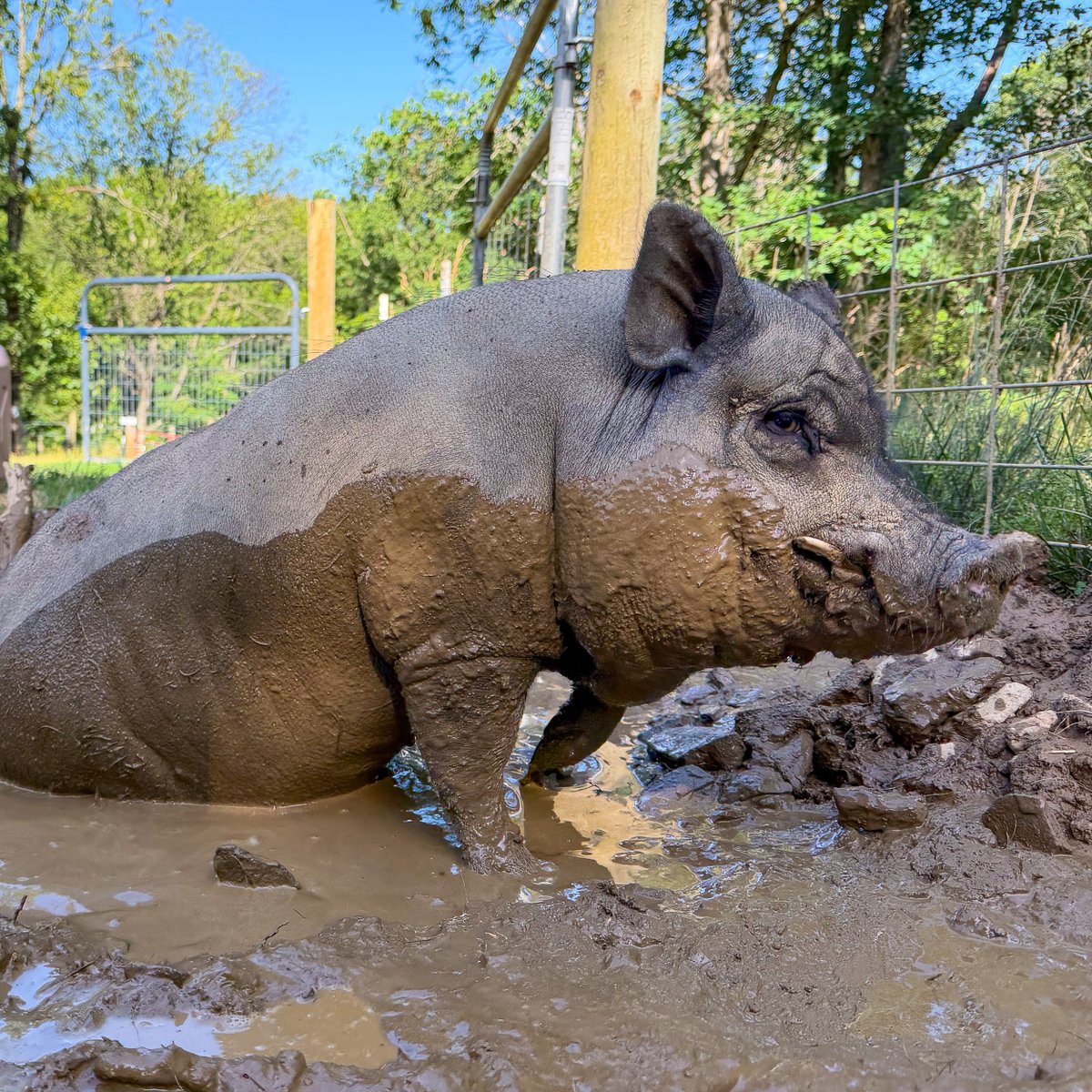 PigginsandBanks's tweet photo. It's a heat wave 🐷🥵 BUT the pigs are keeping cool with lots of mud, shade, and fresh water! We are thankful to live in the mountain woods where there is at least some reprieve from the heat. 🙏🐽 See all the ways you can help support our mission at https://t.co/Y3rvPyLzpZ ❤️ https://t.co/bBOyuoKcZR