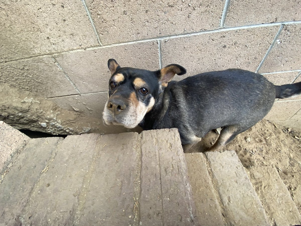 byuchanan's tweet photo. @samirahdeen My bby Scooby fell and had a multiple hour seizure when I left for work because my dad thought he could take her outside. We had just discovered she had minor cataracts and I was getting ready to prepare the house for her since she was 16. Miss you scoob 🤍 https://t.co/i0q29zLYjD