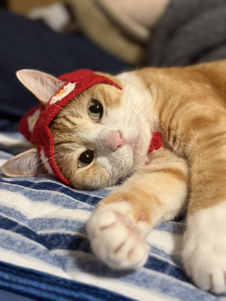 battlecry77's tweet photo. ネコ〜シュカ🐈 https://t.co/z3IvM0UjWo