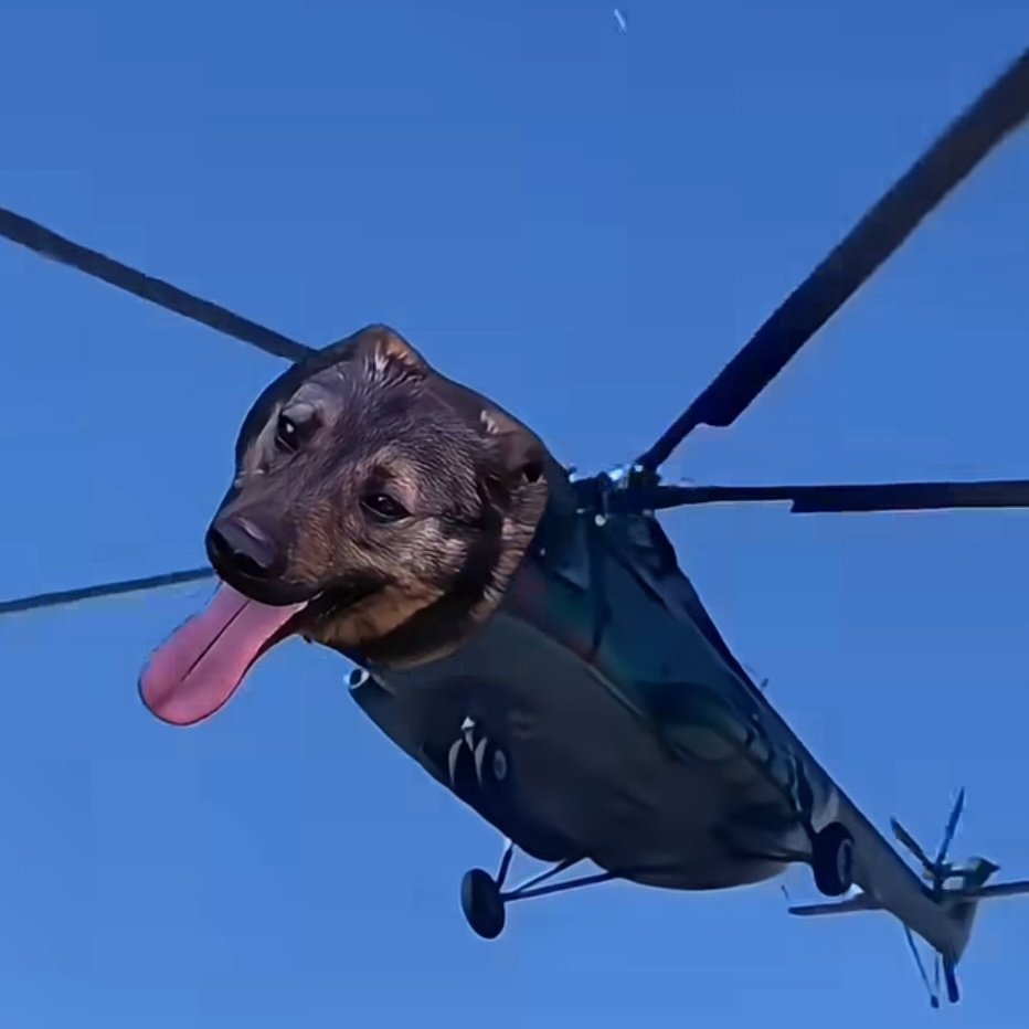helicopterdog's tweet photo. @_gh0stn $helidog https://t.co/JGhhipS0DU