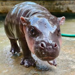 caTpnn's tweet photo. Moo Nam Tok is a new born baby hippo in Thailand which they are calling a star and is the niece off the famous Moodeng.

https://t.co/52Iiz9VrHT