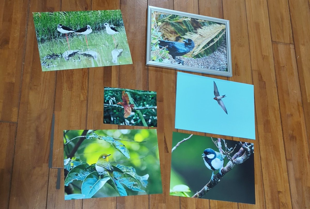 d_wbig's tweet photo. 職場で生き物写真展示してみようとなったので、初写真用プリンターを購入。
昨日はインク調整がなかなかうまく行かなかったけど、今晩はうまくいきました。
けど、意外とインクの減りが早くてビビってます(笑)
やっぱり、業務用プリンターで印刷するのとは違いますね👍
#野鳥写真 https://t.co/JJkvHdlPo0
