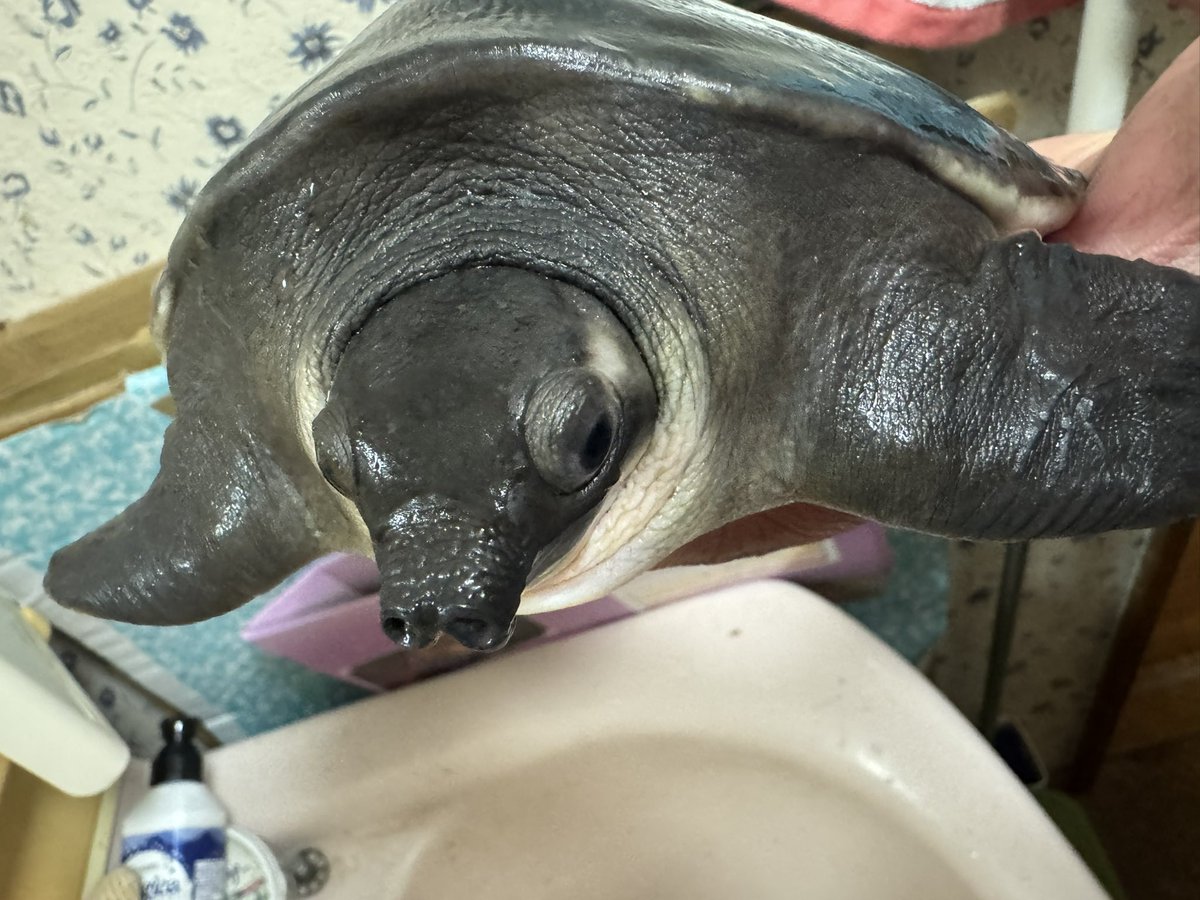 kamelifechannel's tweet photo. スッポンモドキも片手で持つのがしんどくなってきたな！
相変わらずむちむちで、ほったらかしの割には綺麗なまま育ってる！ https://t.co/5QhPQXAajb