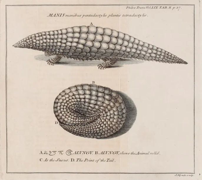 angweelee's tweet photo. The English word pangolin is an anglicized form of the Malay word pengguling, meaning "one who rolls up" or "one who coils". The term was introduced into the English lexicon by William Marsden in The History of Sumatra (1811). https://t.co/hpCHleeREp