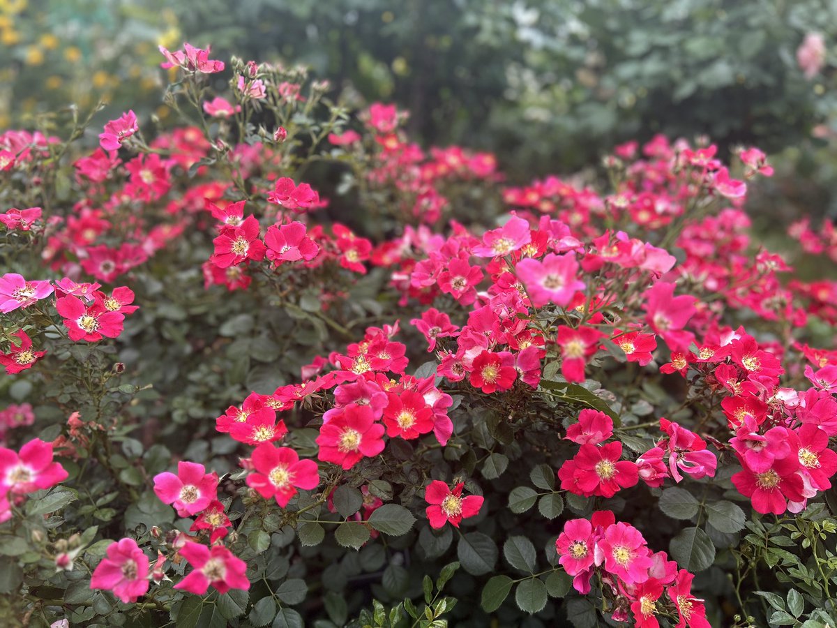 urunoa_'s tweet photo. はなはな⛲️ https://t.co/FpYh3ccJva