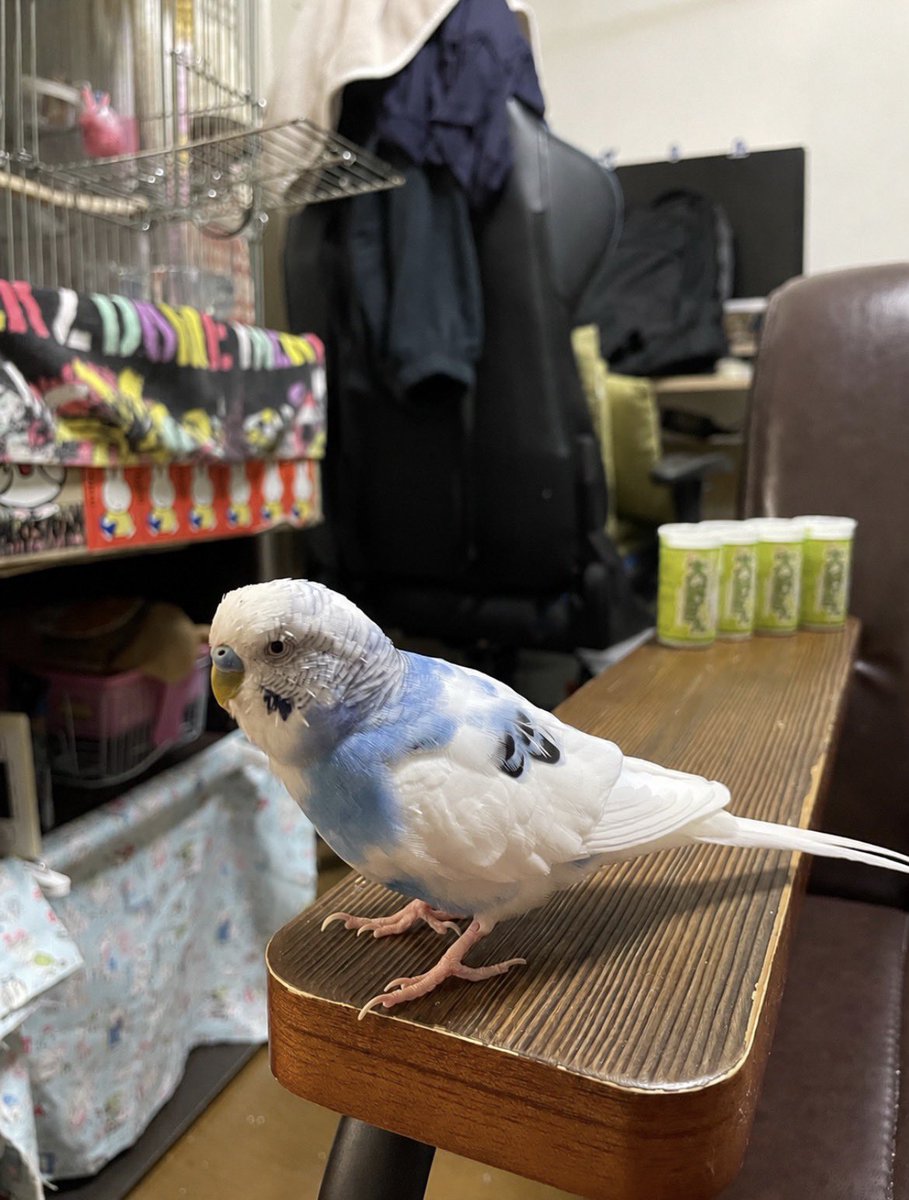 takahide_akimo's tweet photo. 大好きん大好き！❤️🦜
#セキセイインコ https://t.co/PJz4GKPJcv