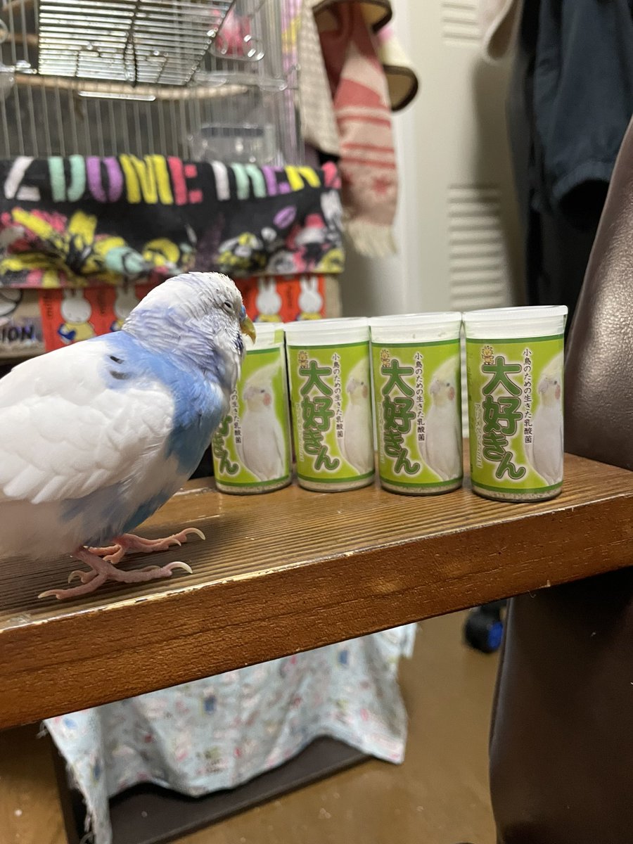 takahide_akimo's tweet photo. 大好きん大好き！❤️🦜
#セキセイインコ https://t.co/PJz4GKPJcv