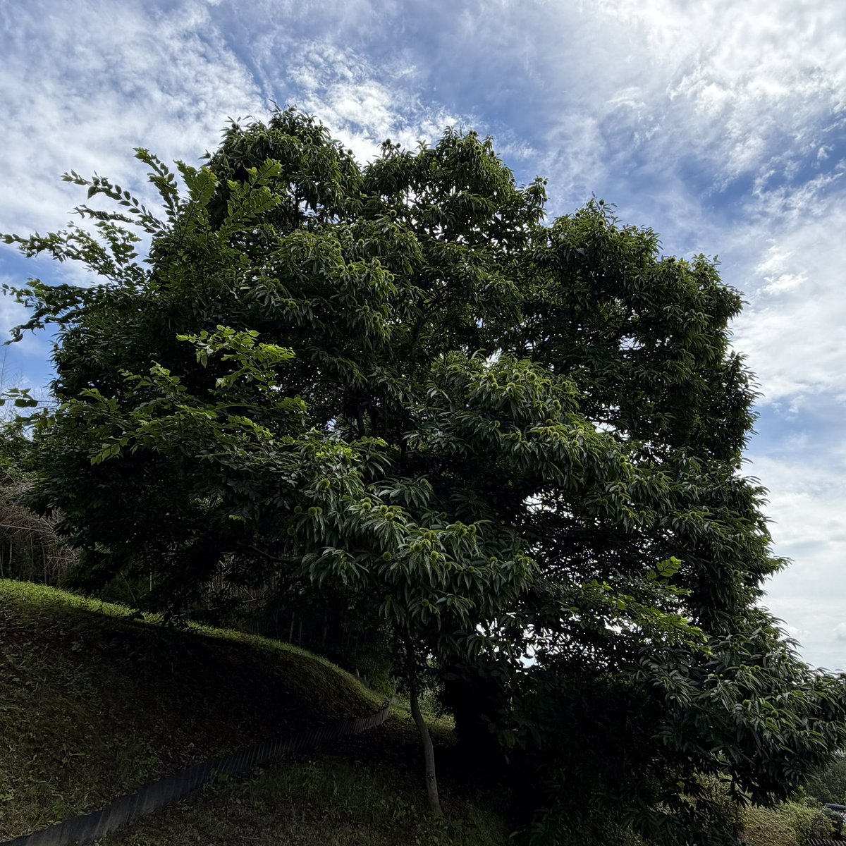seeso_onomichi's tweet photo. 赤ちゃんが出来ました♪
いえ、私にではありません…自宅の栗の木にです🌰
栗ご飯、甘露煮、モンブラン…どんな子たちになるのか今から楽しみです。
うちの木の収穫は例年お盆明けからです。
お楽しみに👍🏼 https://t.co/0dOZk5v8oS